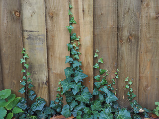 Image showing Ivy plant