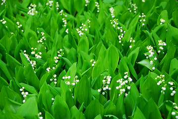 Image showing Lily-of-the-valley