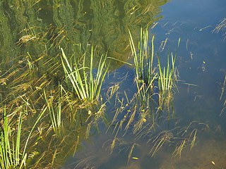 Image showing Green water plants