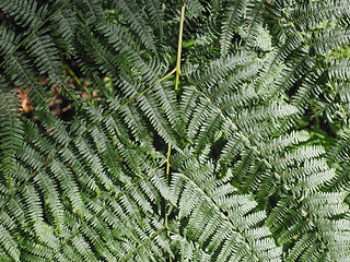 Image showing Green fern plant