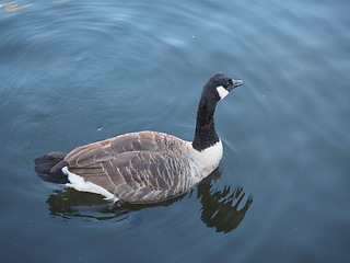 Image showing Goose bird