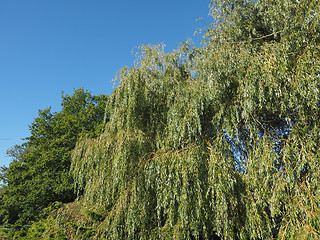 Image showing Weeping Willow tree