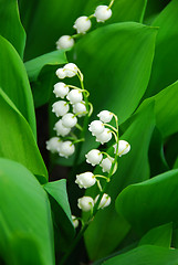 Image showing Lily-of-the-valley closeup