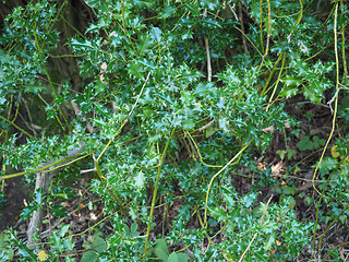 Image showing Holly plant