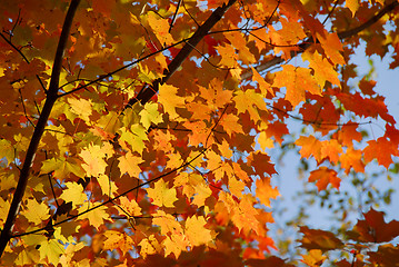 Image showing Fall maple