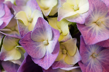 Image showing Hydrangea