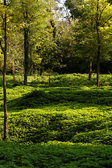 Image showing Green park