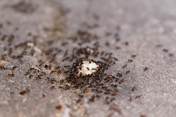 Image showing Ants of bread