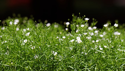 Image showing Sweet alyssum