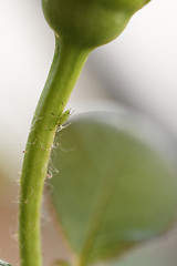 Image showing Green aphid