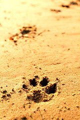 Image showing Animal foot print