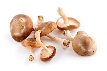 Image showing Shiitake mushrooms