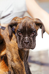 Image showing Boxer dog