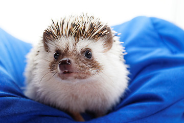 Image showing Cute hedgehog