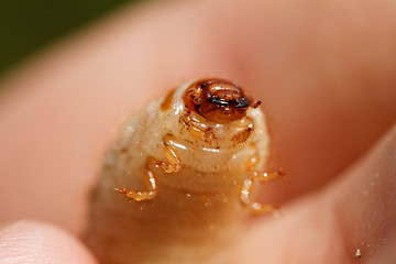 Image showing Chafer grubs