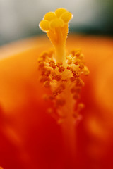 Image showing Hibiscus