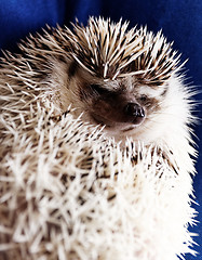 Image showing Cute hedgehog