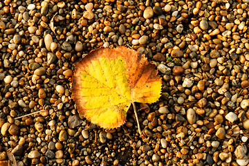Image showing Leaf on pebbles