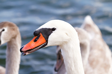 Image showing White swan