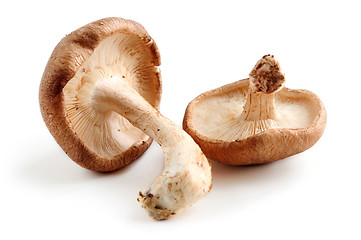 Image showing Shiitake mushrooms