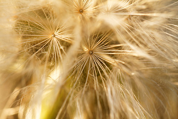 Image showing Dandelion seeds