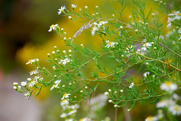 Image showing Wild daisies