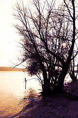 Image showing Tree on the river bank