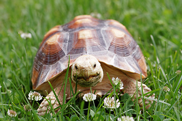 Image showing African Spurred Tortoise