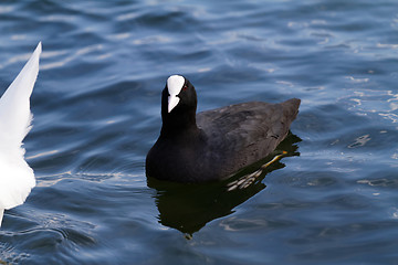 Image showing Mallard