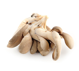 Image showing Oyster mushrooms