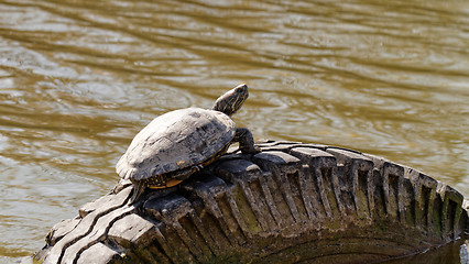 Image showing Cute turtle