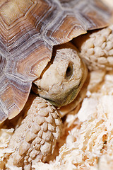 Image showing African Spurred Tortoise