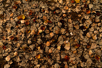 Image showing Autumn leaves