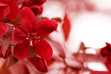 Image showing Red flower