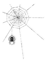 Image showing spider and cobweb
