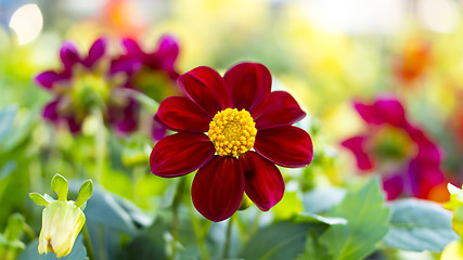 Image showing Nice magenta flower on flowerbed