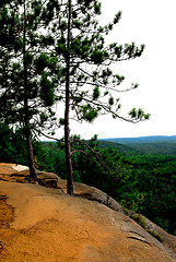 Image showing Pines on cliffs