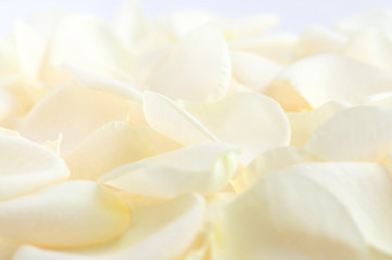 Image showing Pale rose petals
