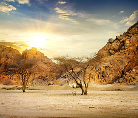 Image showing Camel in mountains