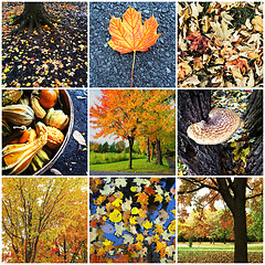 Image showing Autumn nature collage