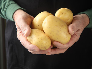 Image showing Yukon gold potatoes in hands