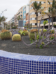 Image showing cactus garden on walk promenade Las Palmas Grand Canary Island S