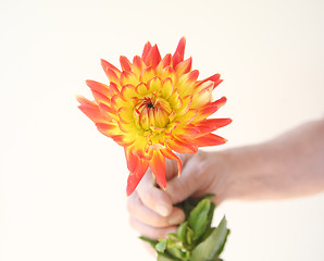 Image showing orange and yellow dahlia in hand