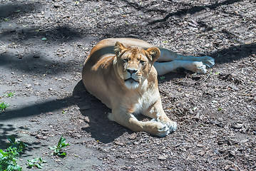 Image showing Beautiful Mighty Lioness