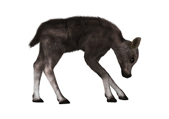 Image showing Caribou Calf