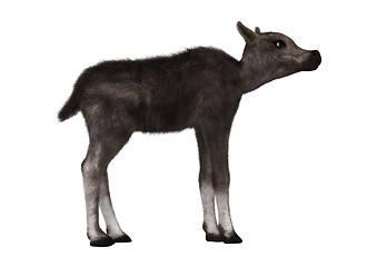 Image showing Caribou Calf