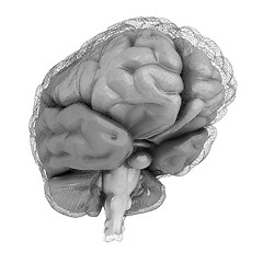 Image showing Creative concept of the human brain