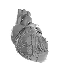 Image showing Human heart