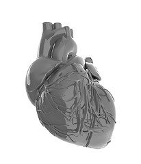 Image showing Human heart