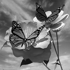 Image showing Beautiful Flower and butterfly against the sky 